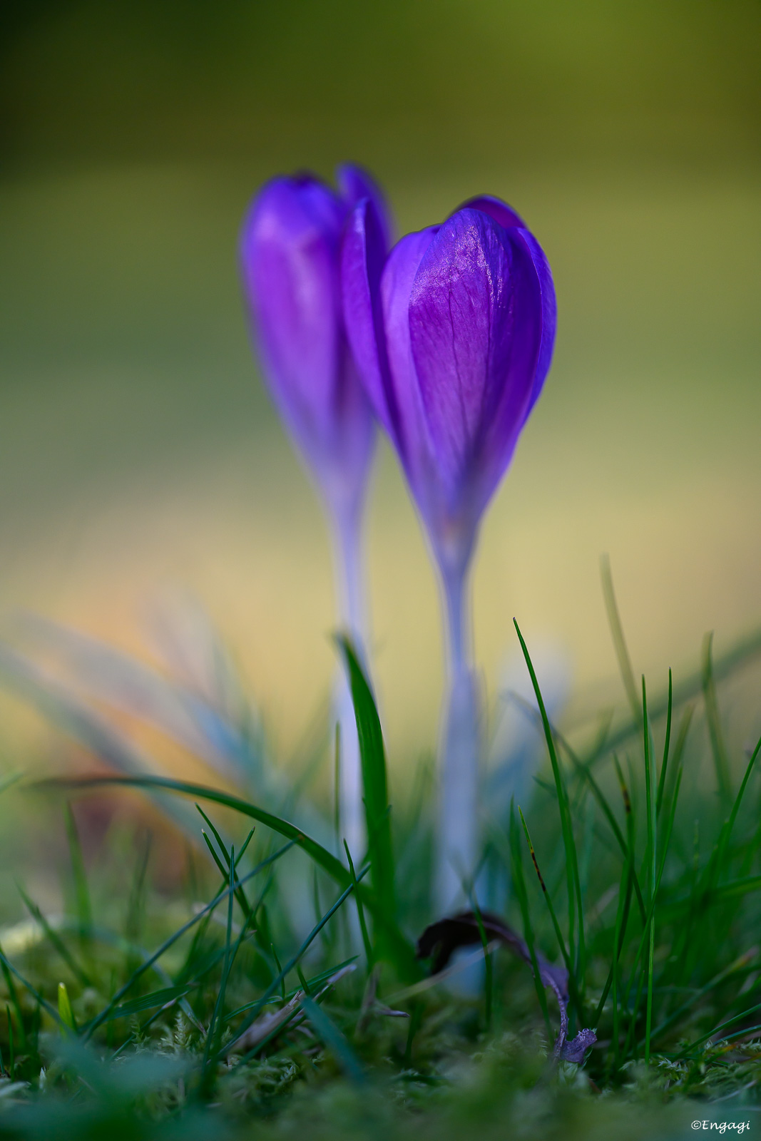 DSC_6569.jpg