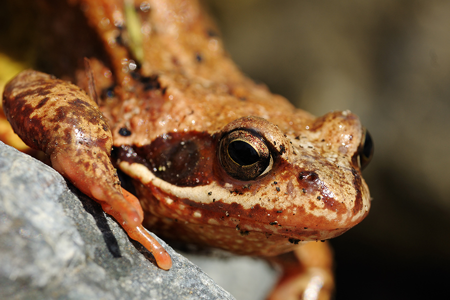 frosch_039823.jpg