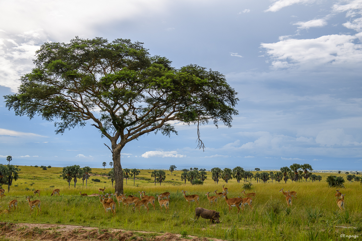 Uganda%200390.jpg