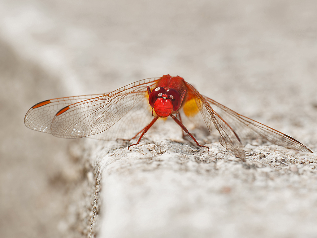 DSC_7736.jpg