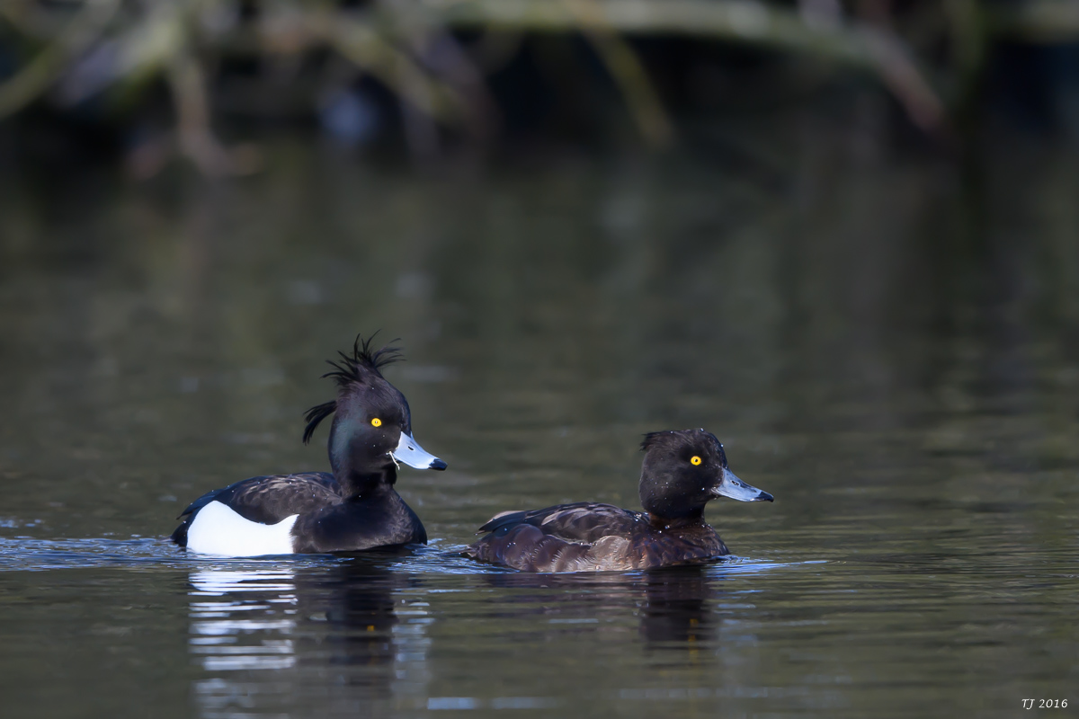 DSC_0464.jpg