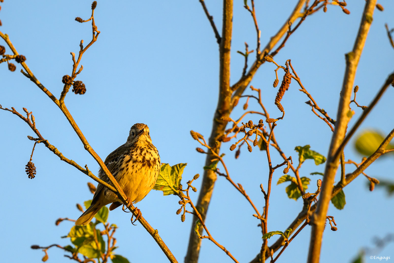 DSC_8117.jpg