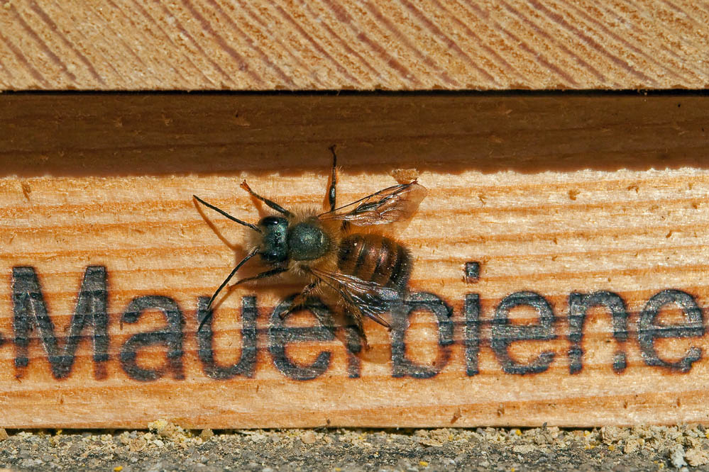 web-rufa auf Kasten.jpg