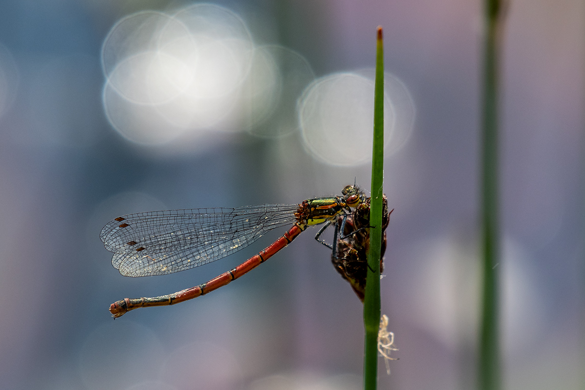 20180503_D500_0246NF.jpg