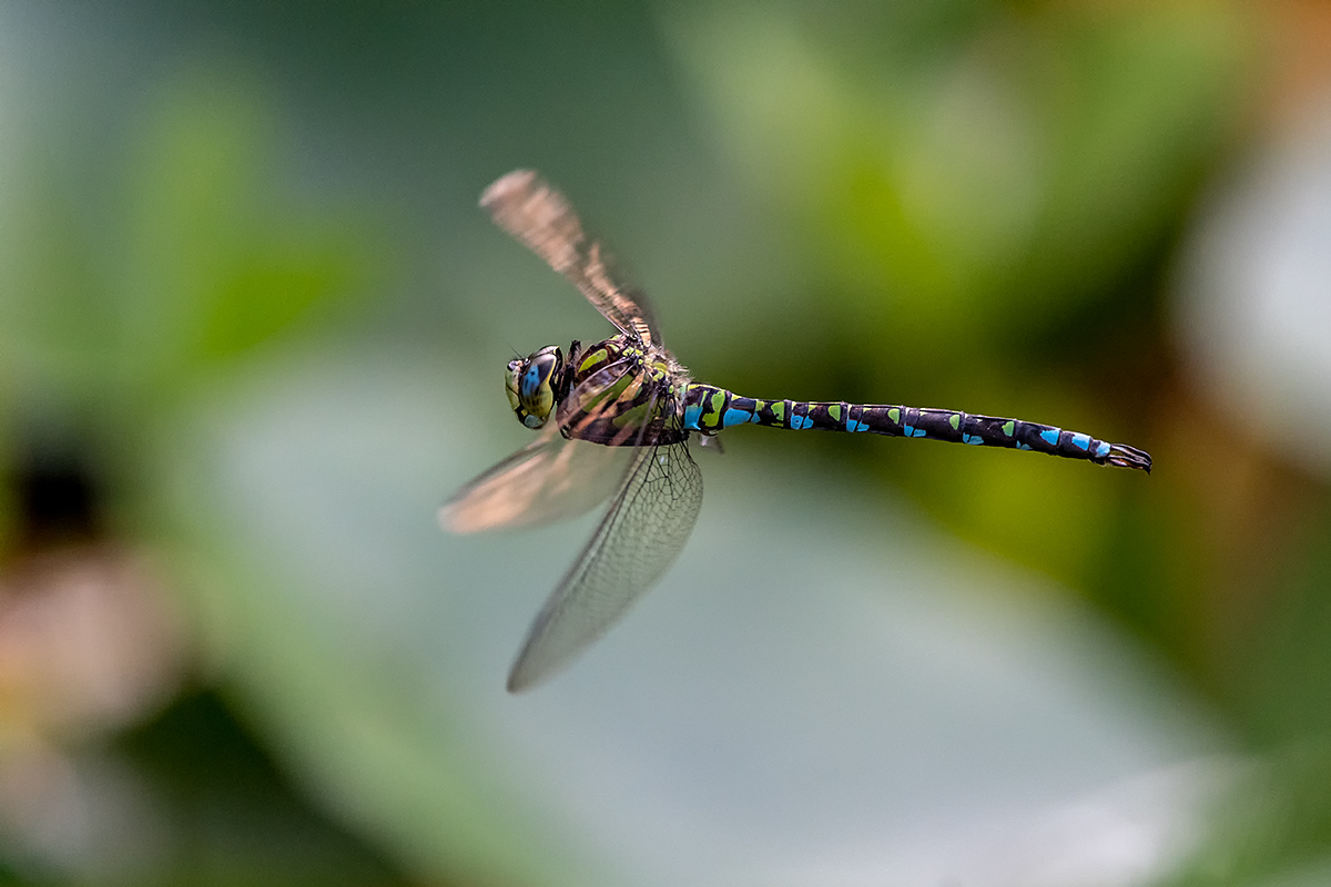 20180804_ND5_0269NF.jpg