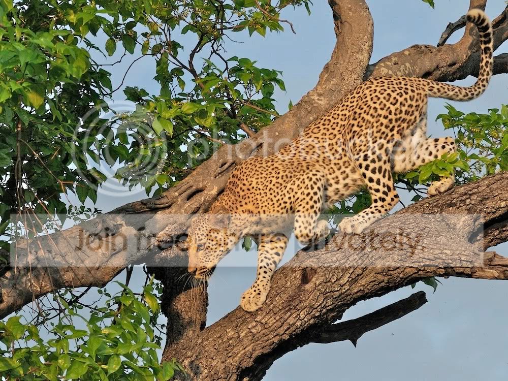 Lepard_0004.jpg