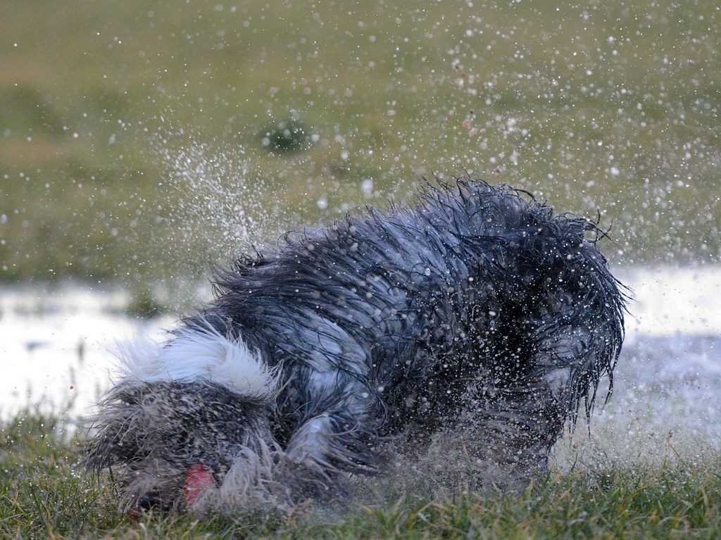 _DSC_2946.jpg