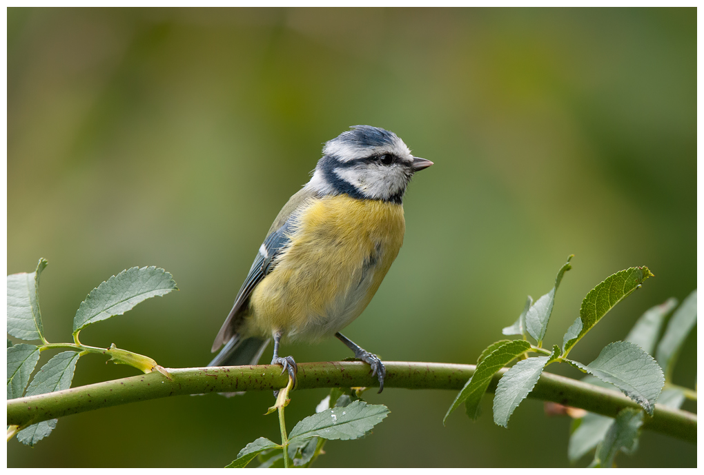 Blaumeise036.jpg