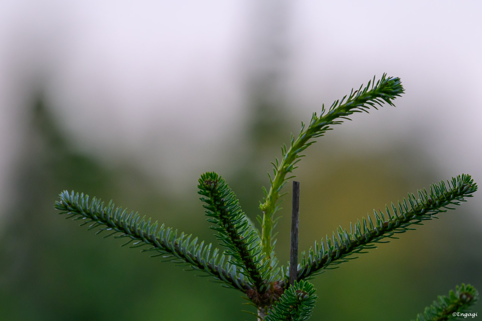 DSC_4374a.jpg