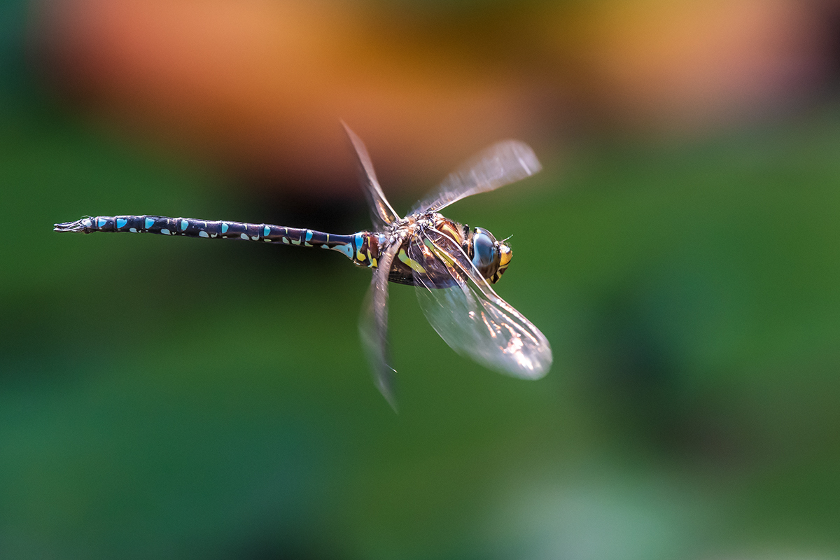 20200918_D500_2328NF.jpg