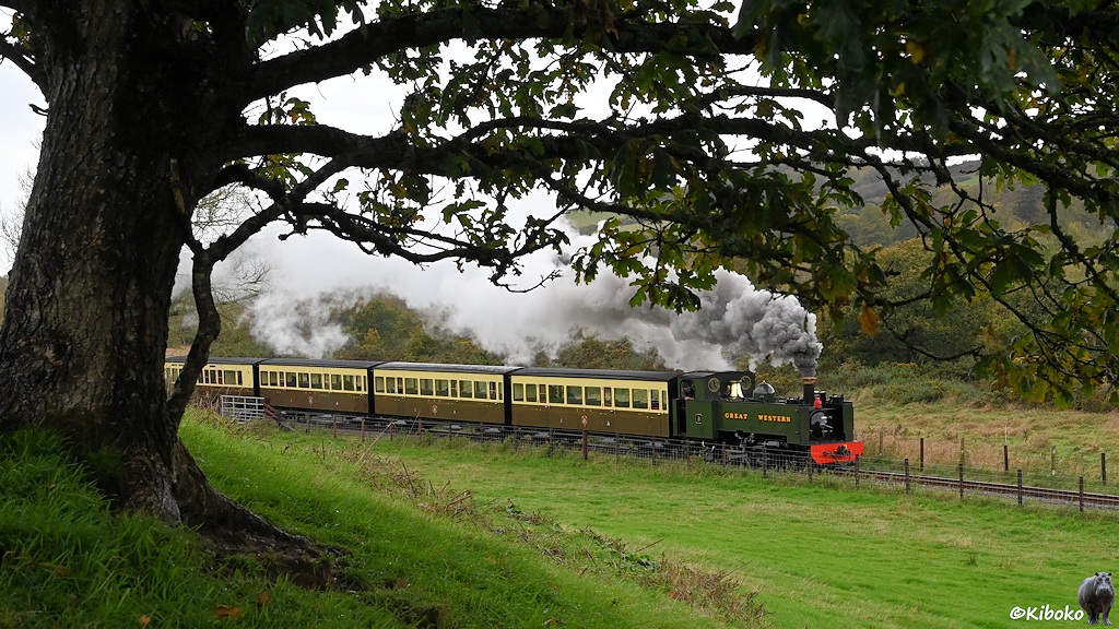 Das Bild zeigt eine grüne Tenderdampflokomotive mit vier braun-beigen Personenwagen auf einer eingezäunten Strecke zwischen Wiesen. Im Vordergrund ist ein Baum. Der Stamm ist am linken Bildrand. Waagerechte Äste mit grünen Blättern ragen über den Zug bis zum rechten Bildrand.