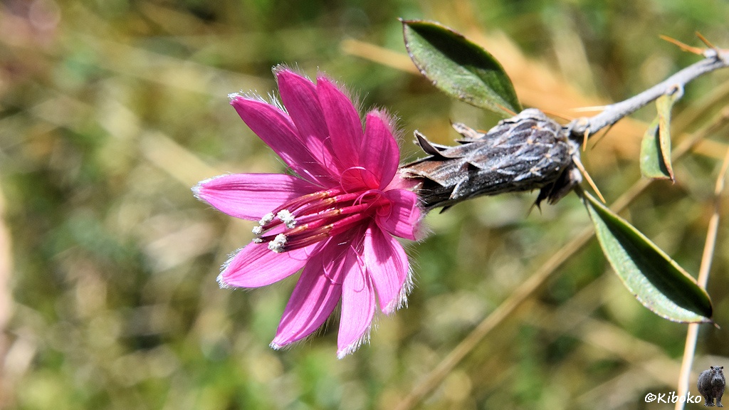 Das Bild zeigt eine violette Blüte mit 10 Blütenblättern, die mit weißen Haaren umringt sind. Darin ist ein Bündel violetter Stempel, die an den Spitzen weißen Blütenstaub tragen.