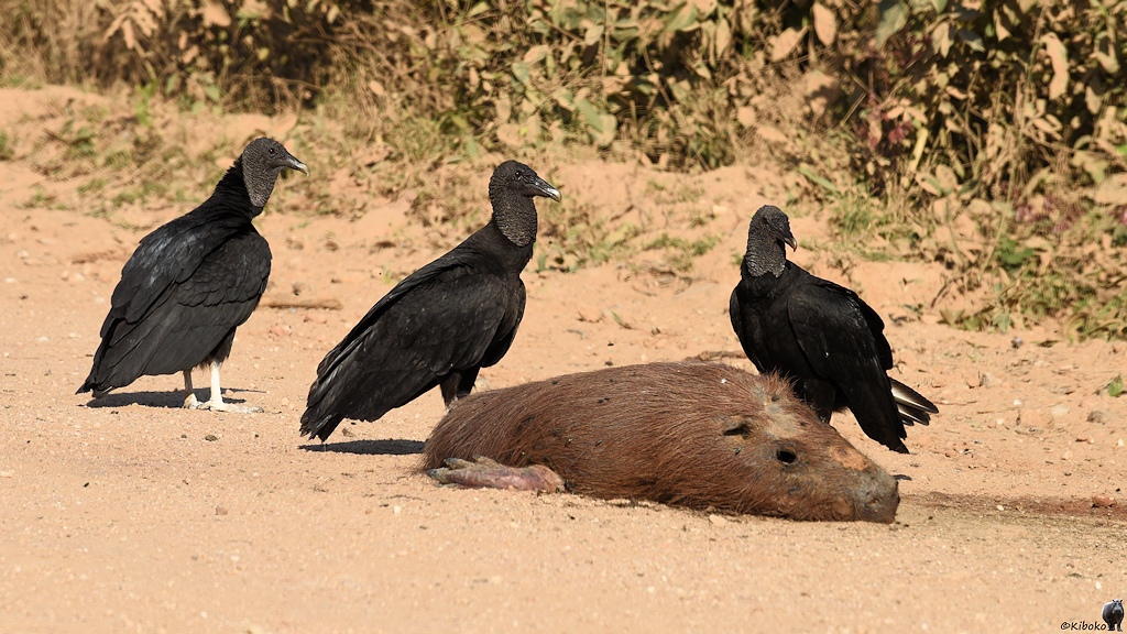 Drei schwarze Geier stehen um ein überfahrenes Capybara