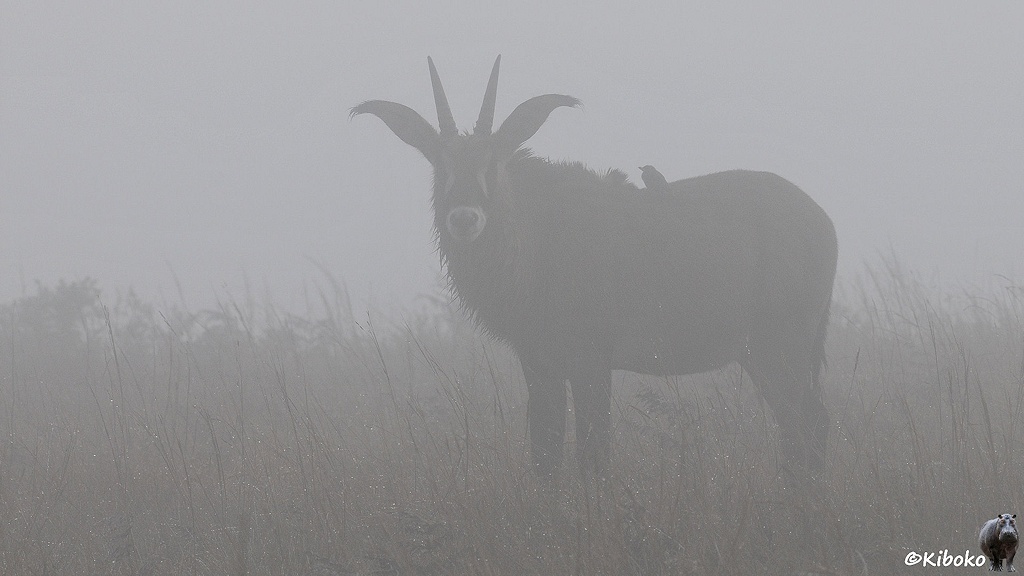 Das Bild zeigt eine braune Antilope mit geraden spitzen Hörnern und weißer Augenmaske im hohen nassen Gras. Ein kleiner Vogel sitzt auf dem Rücken.
