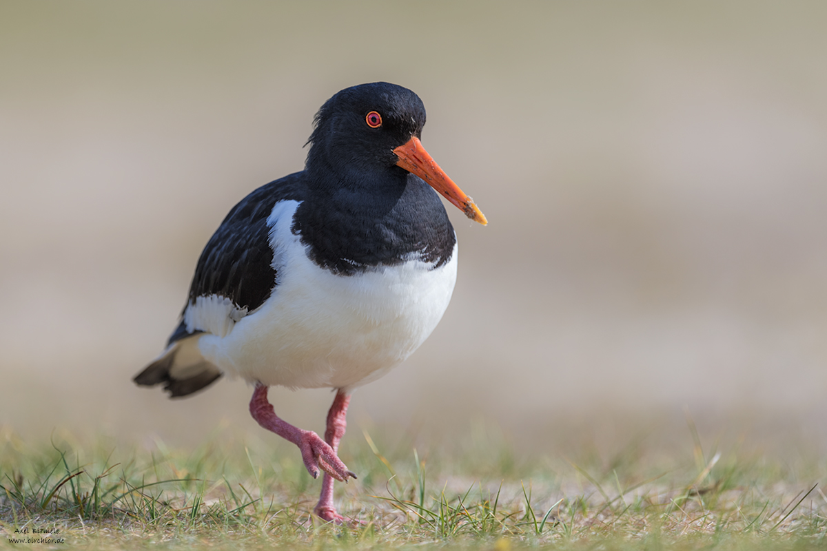 20190503_0450_PS_LAB_1200Px.jpg