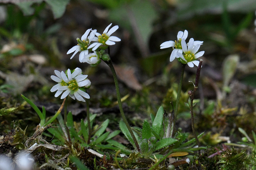 erophila_reute.jpg