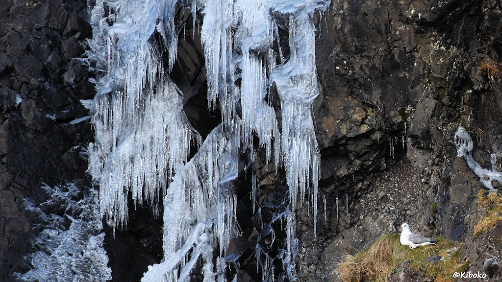Das Bild zeigt eine Detailaufnahme eines gefrorenen Wasserfalls. Eiszapfen hängen an einer dunklen Felswand. In der rechten unteren Bildecke sitzt eine Möwe auf einem Grasbusch.
