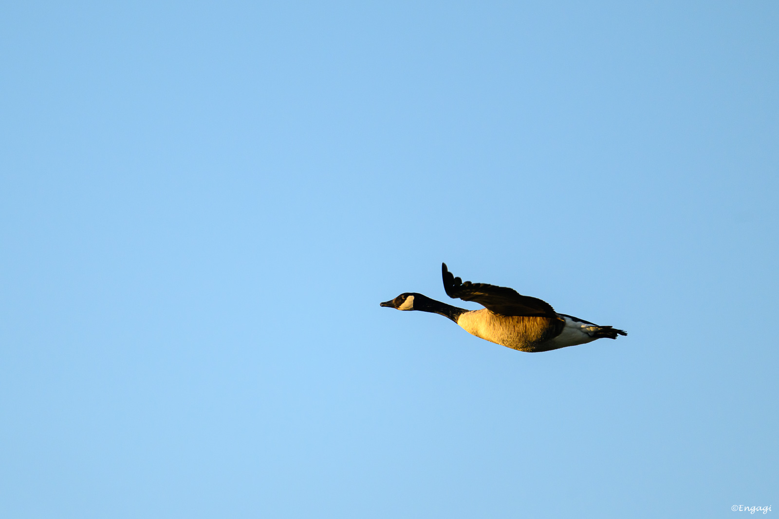 DSC_8020.jpg