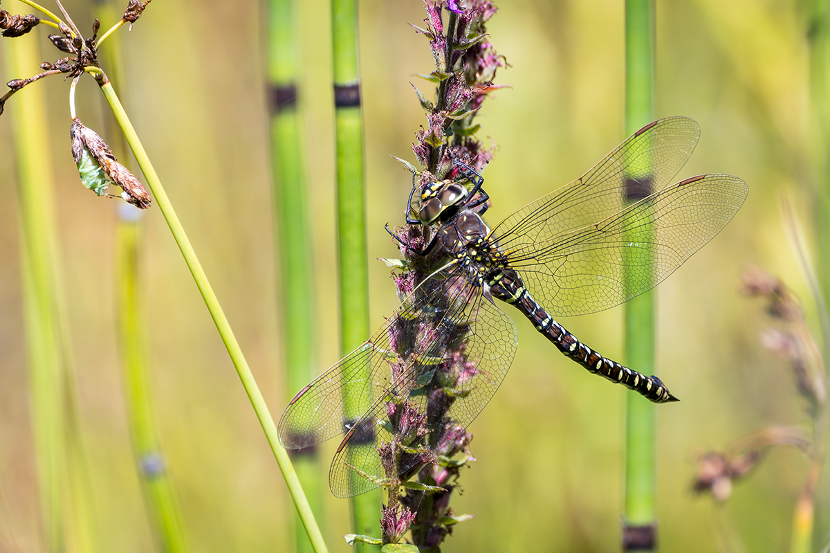 20230818_NZ9_1355_DPNF.jpg