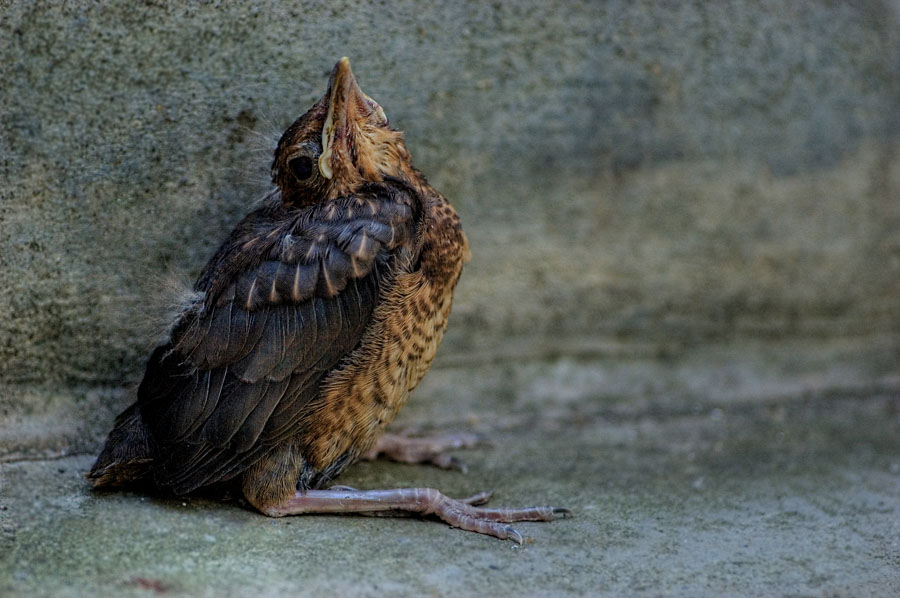 amsel_k1.jpg