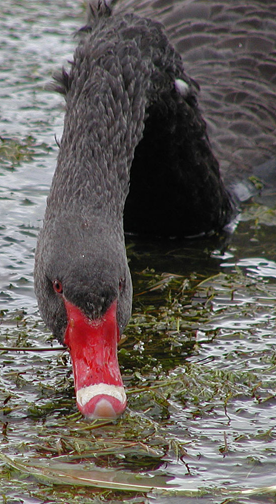 schwarzerschwan.jpg