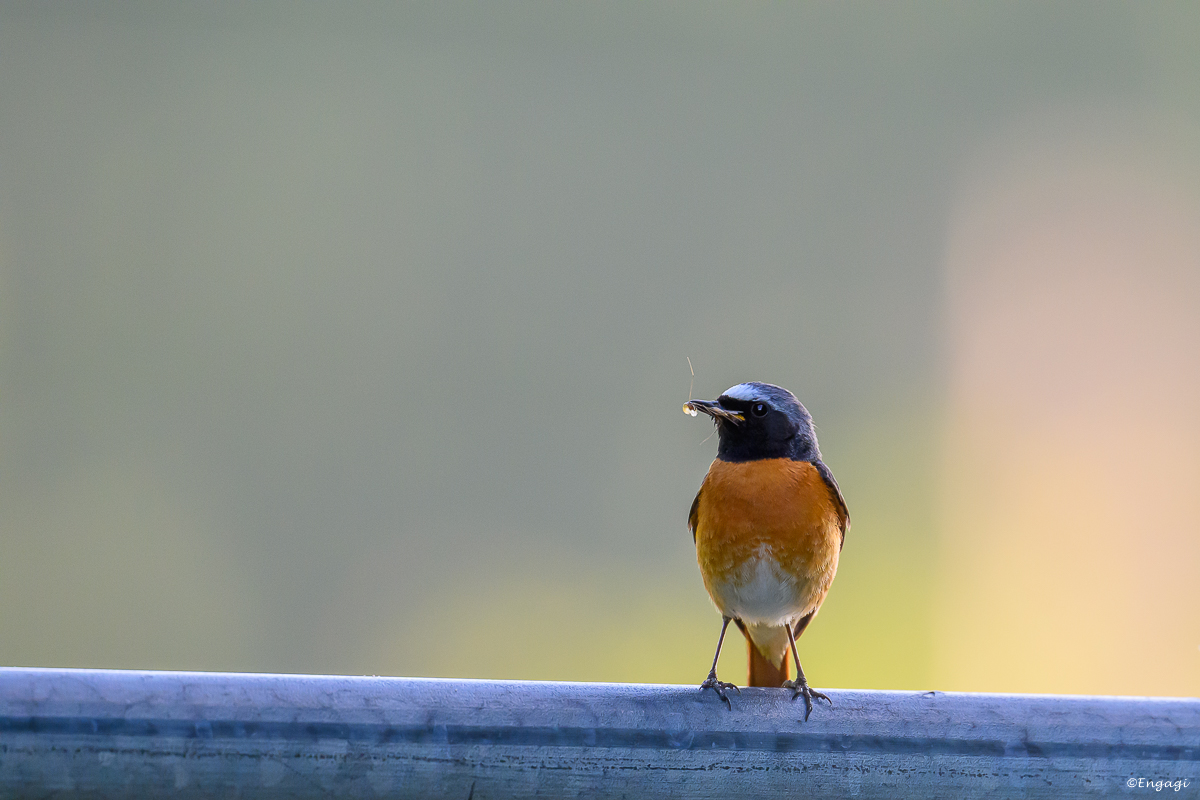 DSC_4246a.jpg
