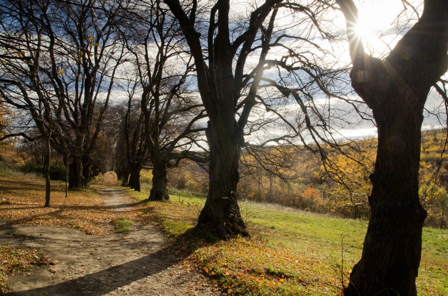 hornstein_herbst15_22.jpg