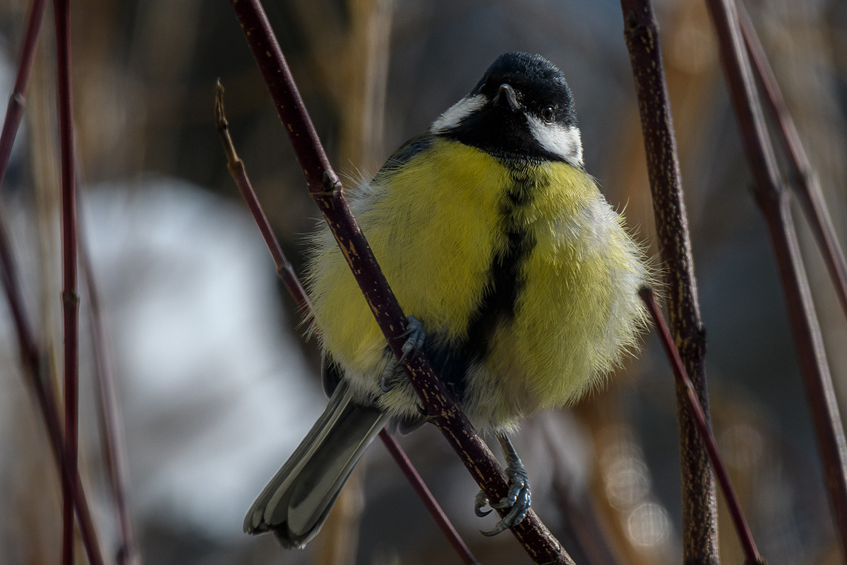 20180202_D500_1623NF.jpg