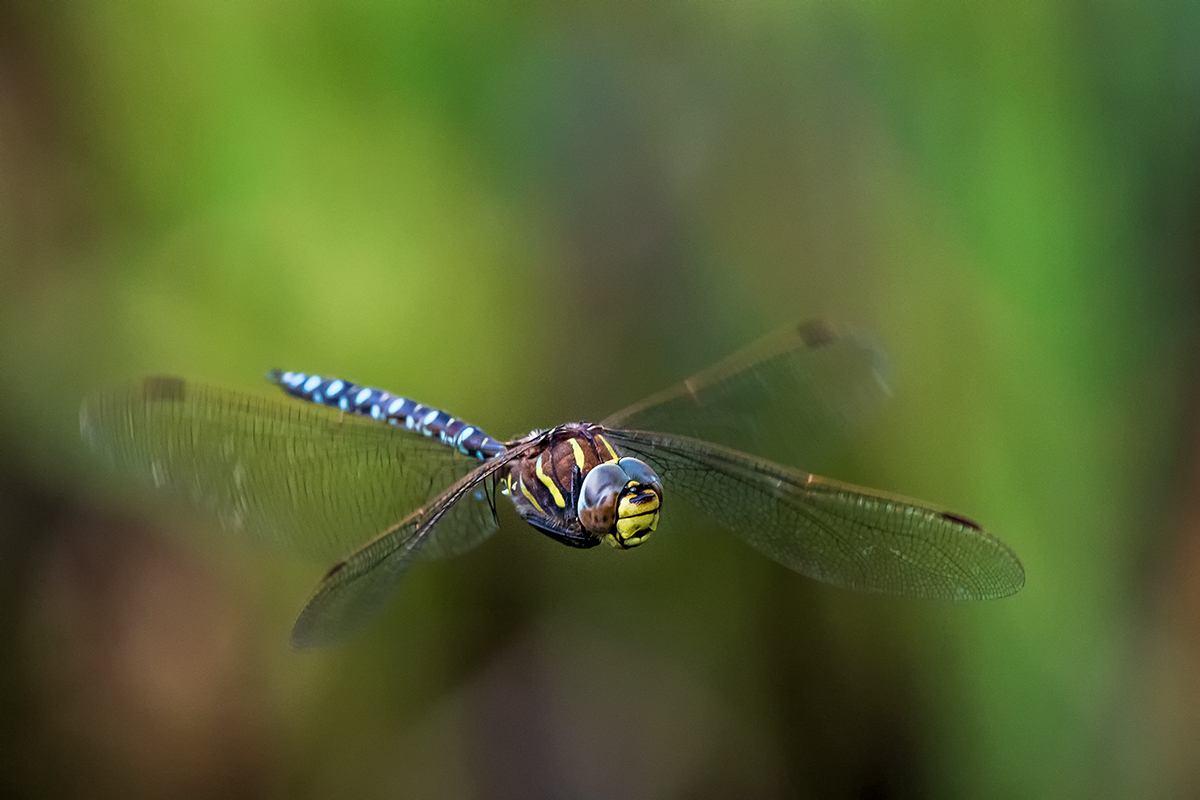 20190826_D500_2193NF.jpg