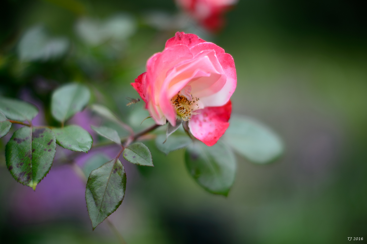 DSC_2963.jpg