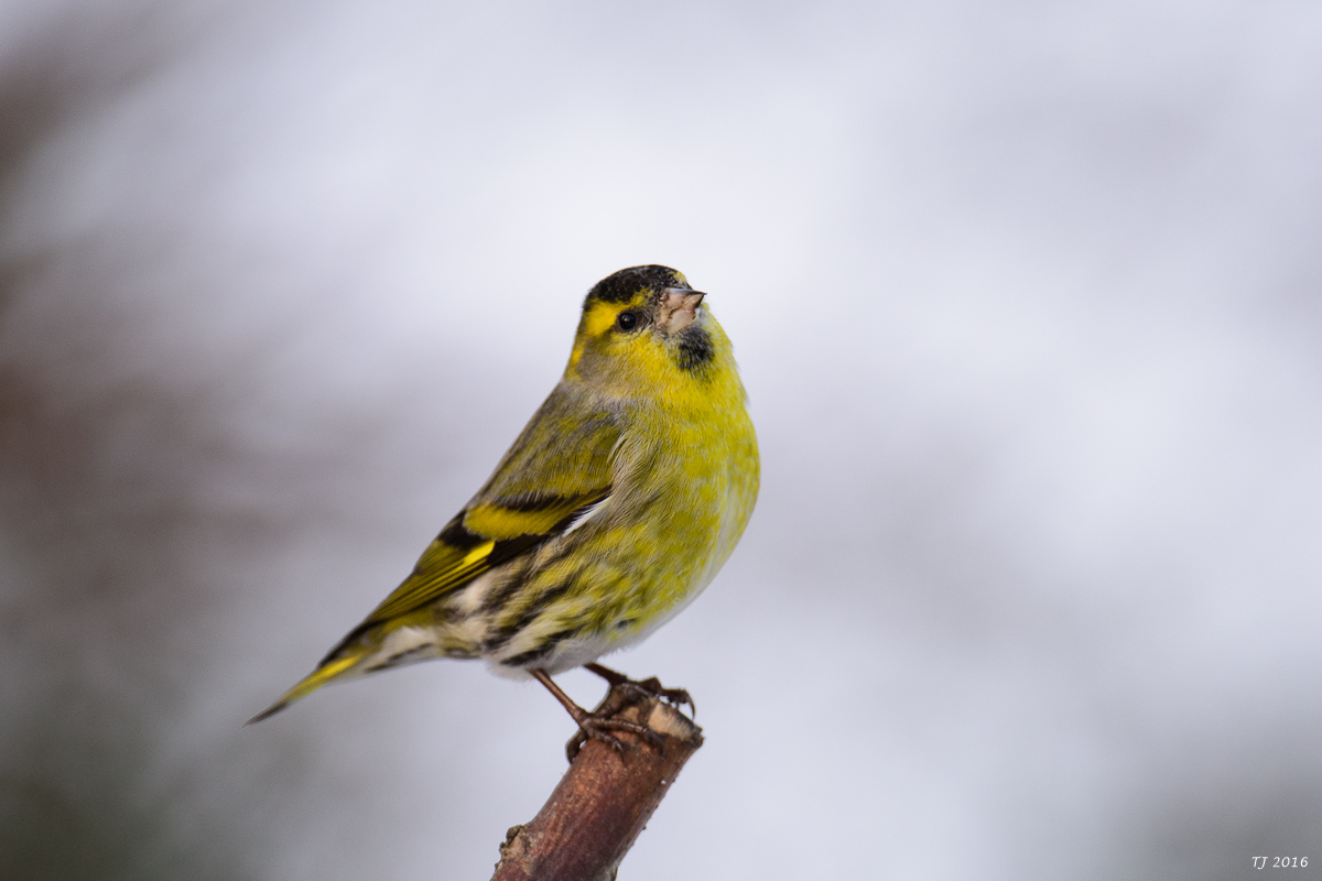 DSC_1948.jpg