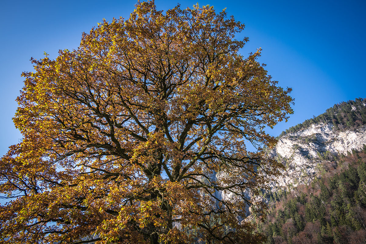 20201109_NZ7_1796NF.jpg