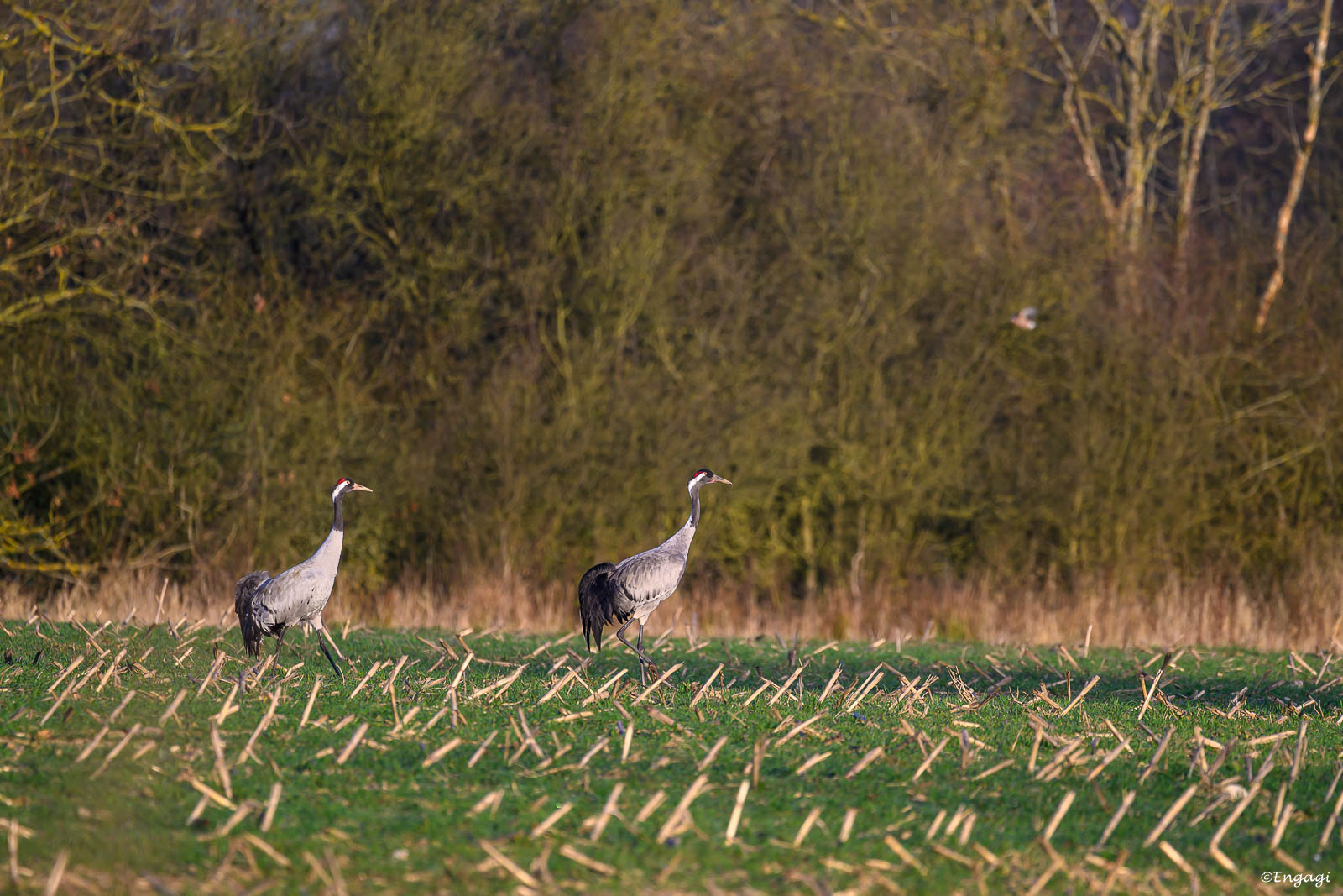 DSC_8030.jpg
