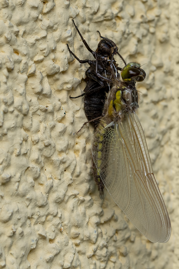 20190504_D850_0300NF.jpg