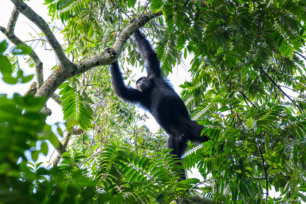 Uganda%201224.jpg