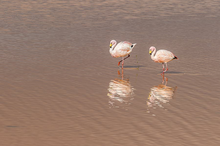 atacama16_017.jpg