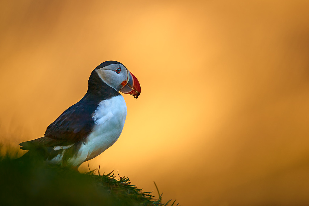 DSC_6979%201-XL.jpg