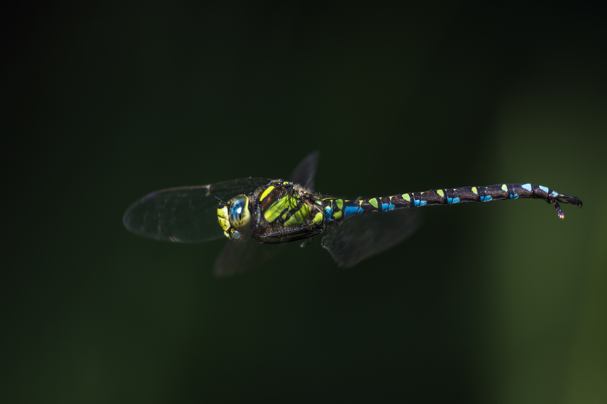 20230814_NZ9_1047v_DPNF.jpg