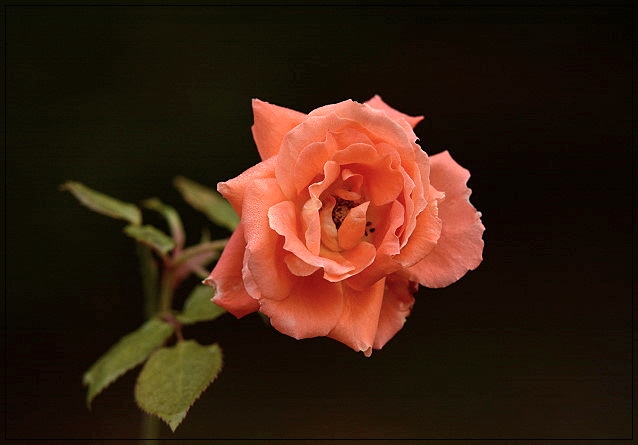 16922157lt.jpg