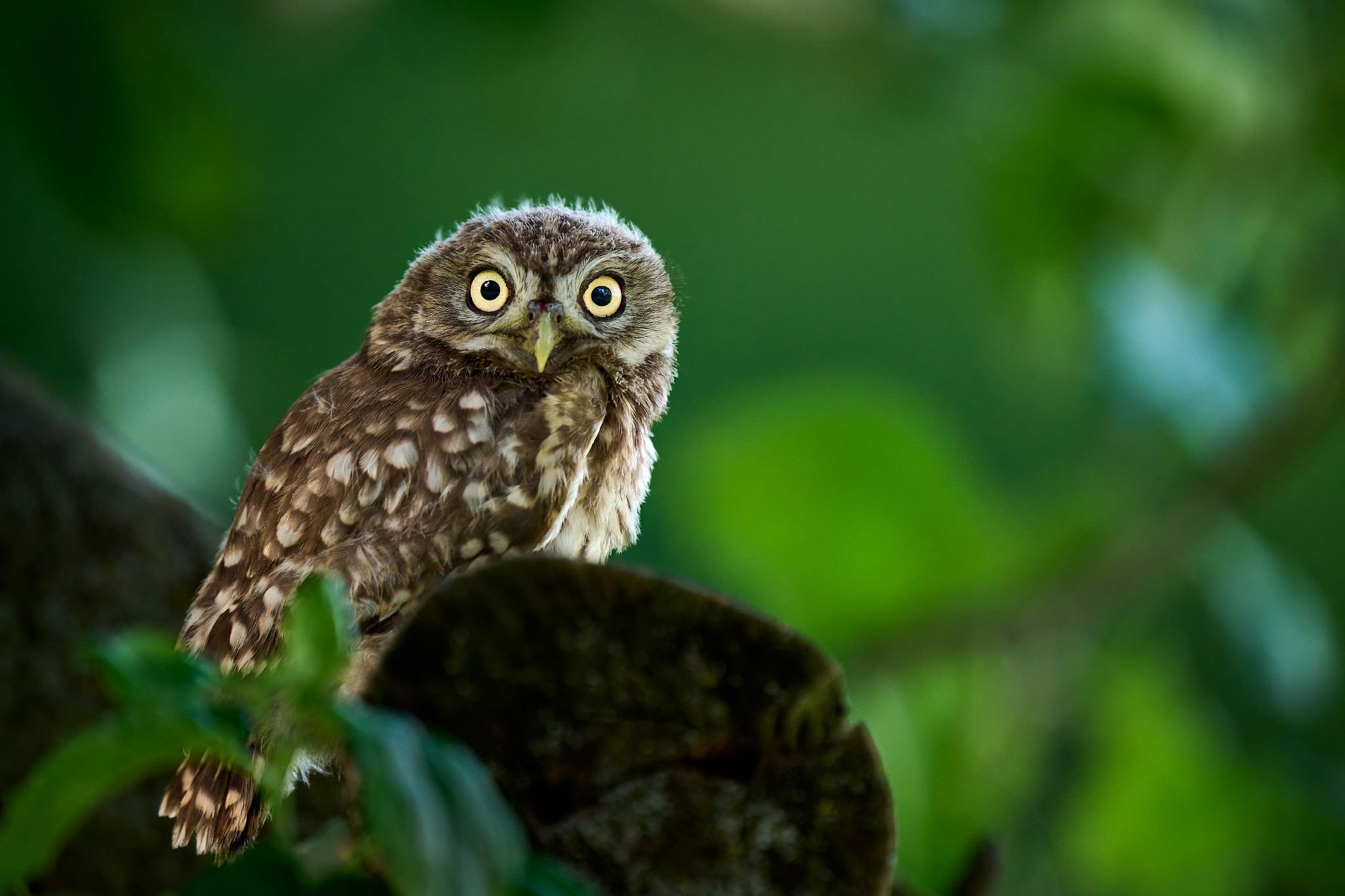 DSC_9784-X4.jpg