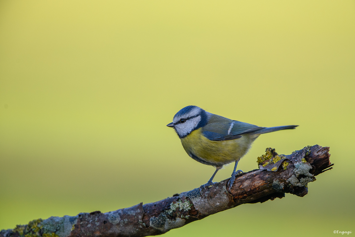 Blaumeise%20190.jpg