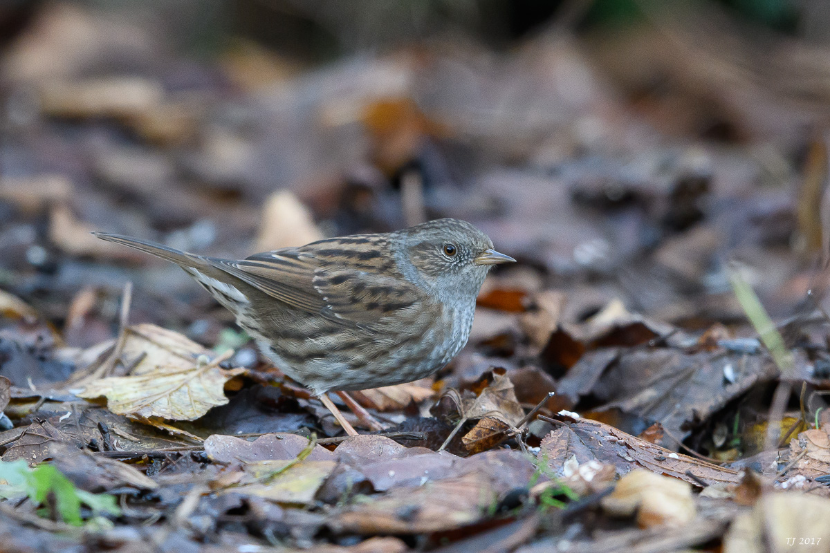 DSC_3064.jpg