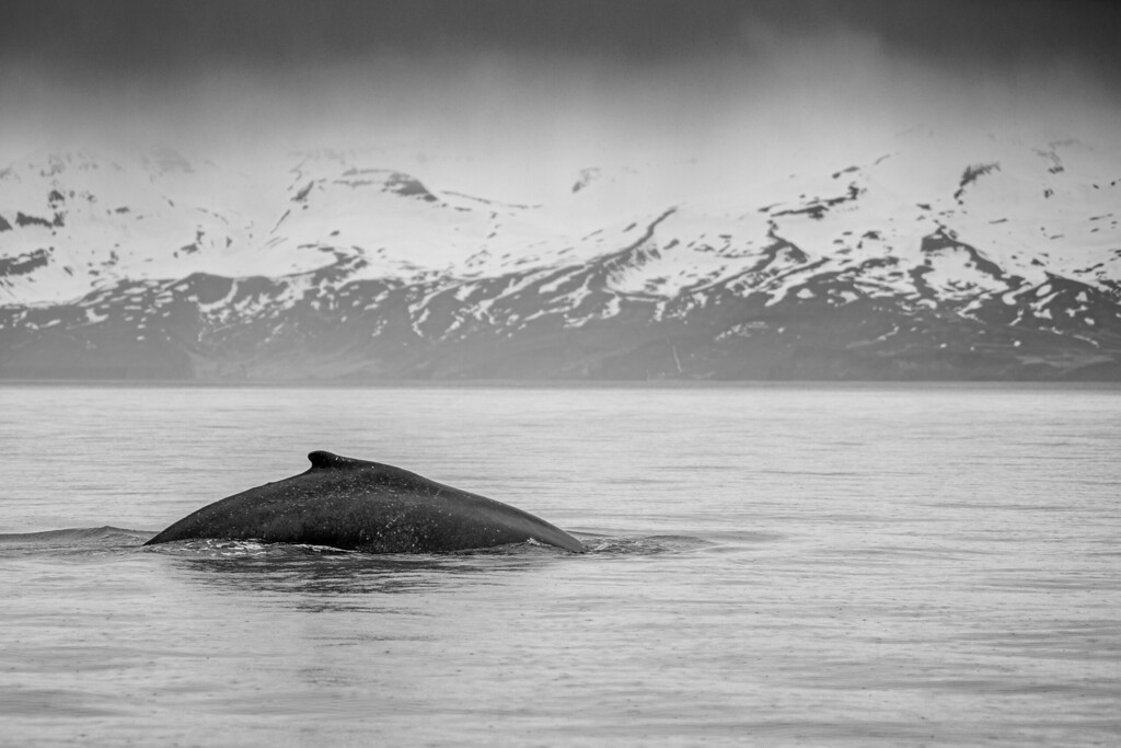 DSC_9516-XL.jpg