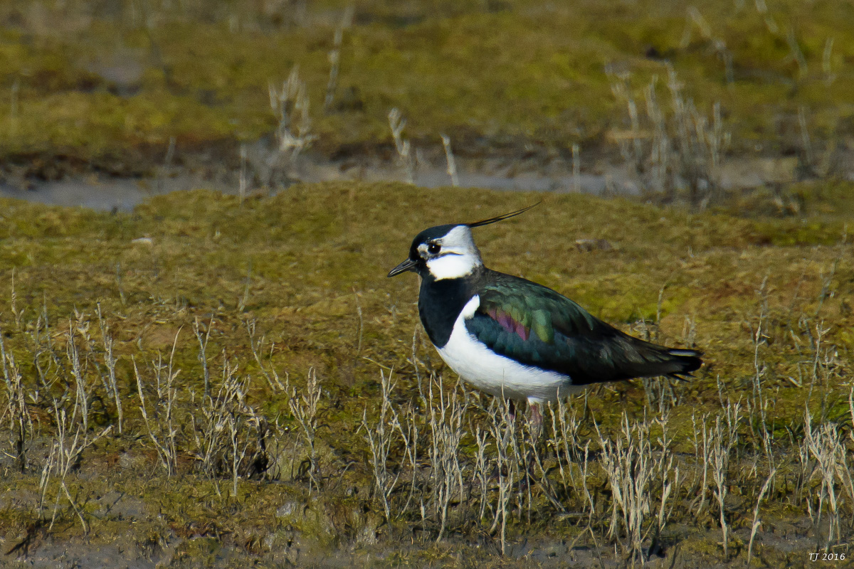 DSC_5258.jpg