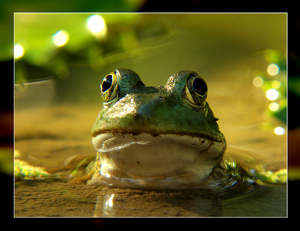 frosch.jpg