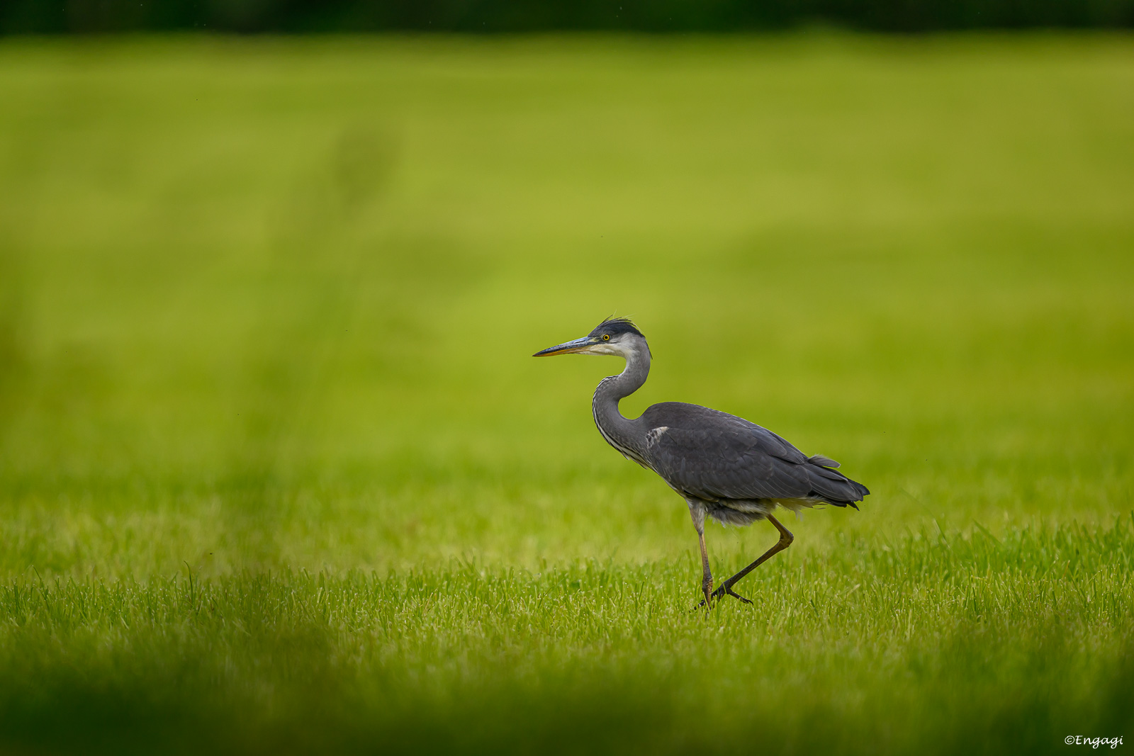 DSC_0172.jpg