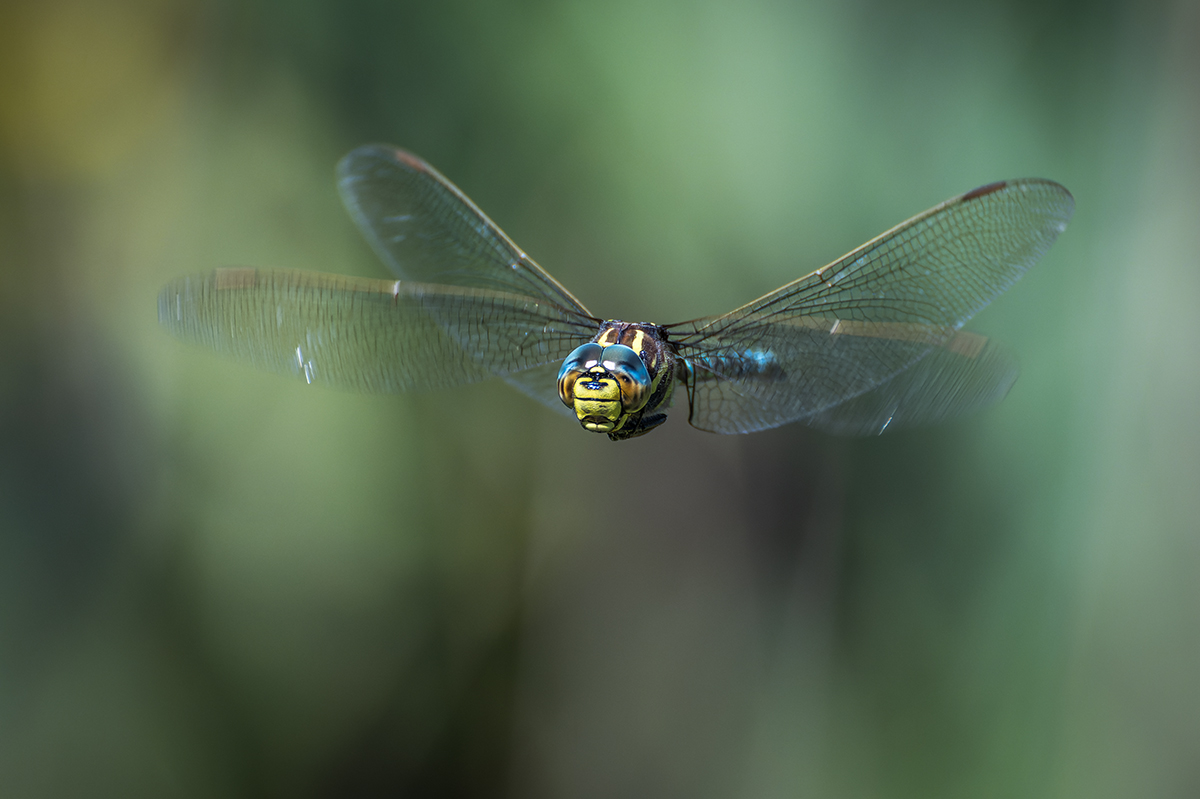 20230902_NZ9_0748_DPNF.jpg
