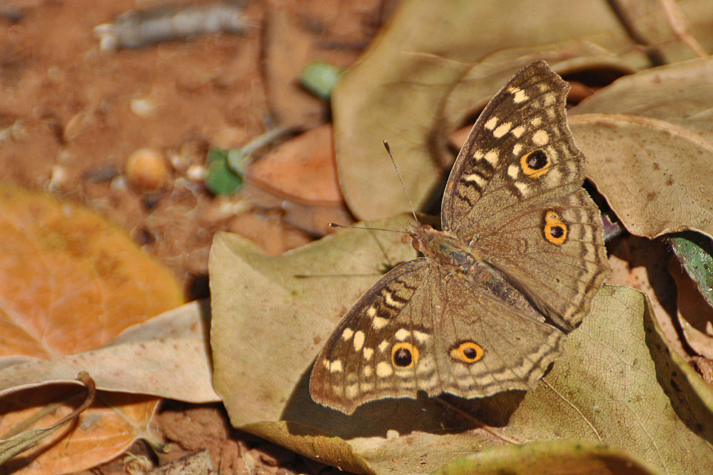 tf-mm-junonia_lemonias.jpg