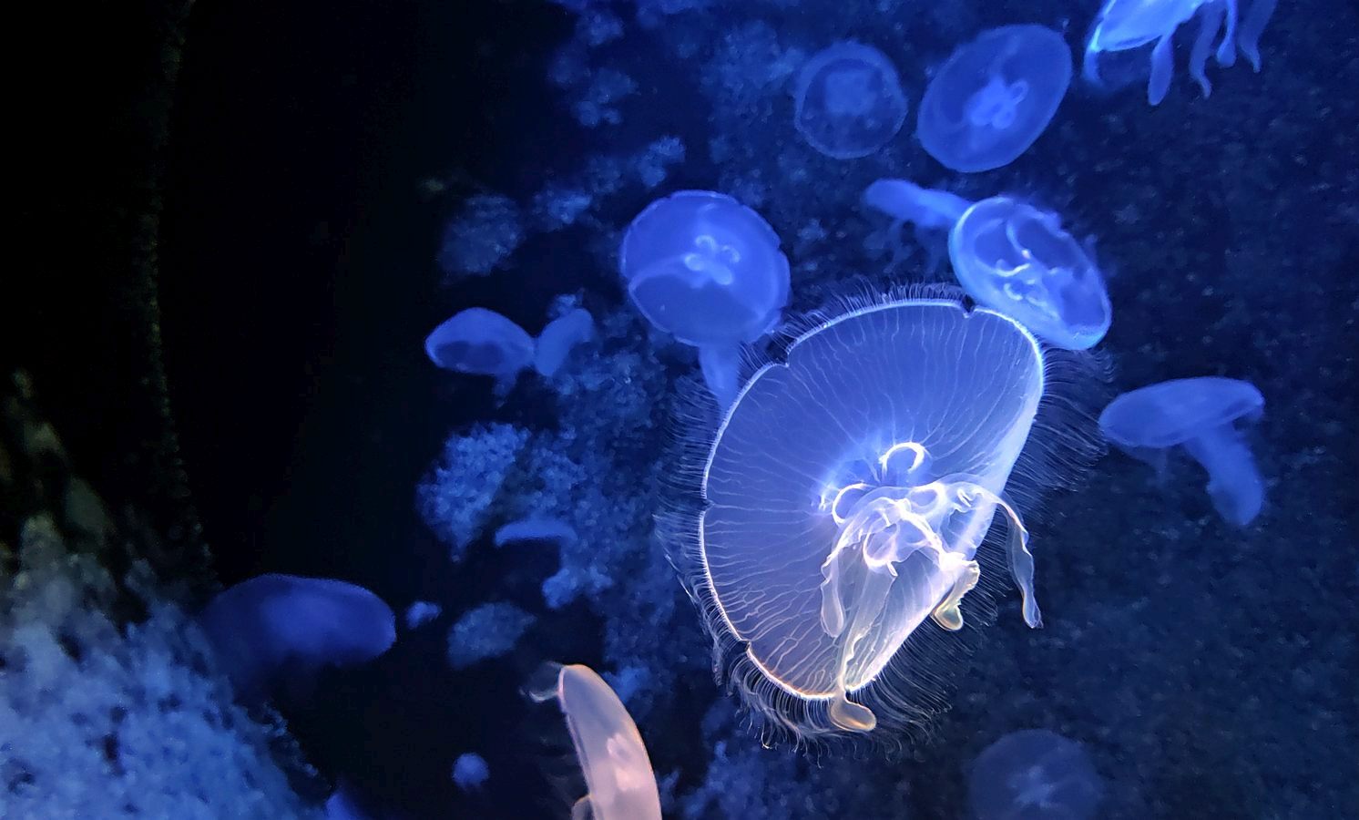 Quallen_Aquarium_Kreta.jpg