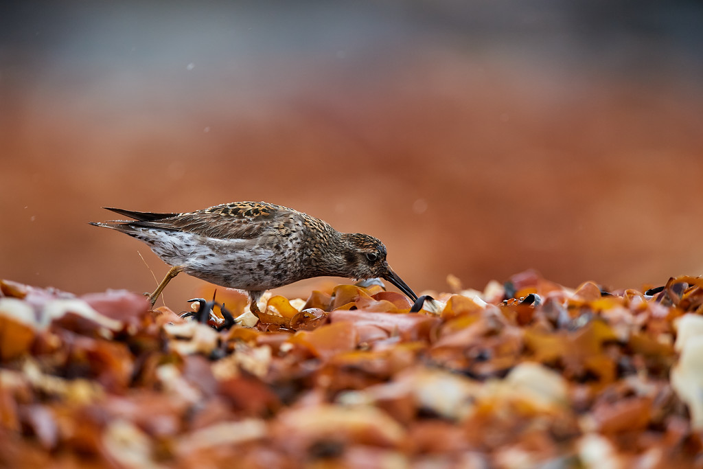 DSC_0534-XL.jpg